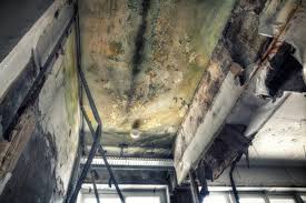 Best Biohazard Mold Removal  in Clear Lake, WI